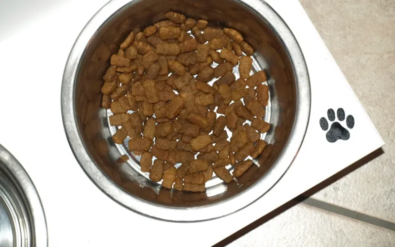 Dog food bowl — Pawsome Nutrition