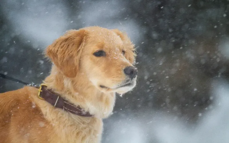 Outdoors Dog — Pawsome Nutrition